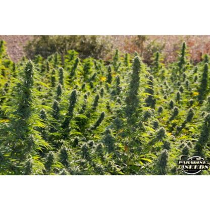 semi Delahaze by Paradise Seeds - immagine 2