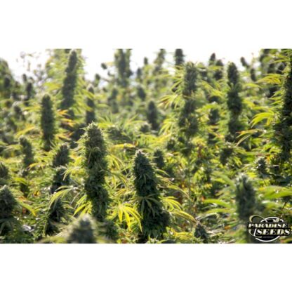 semi Delahaze by Paradise Seeds - immagine 6