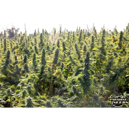 semi Delahaze by Paradise Seeds - immagine 5