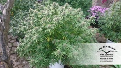 Orange Bud ® Dutch Passion, 3 semi - immagine 3
