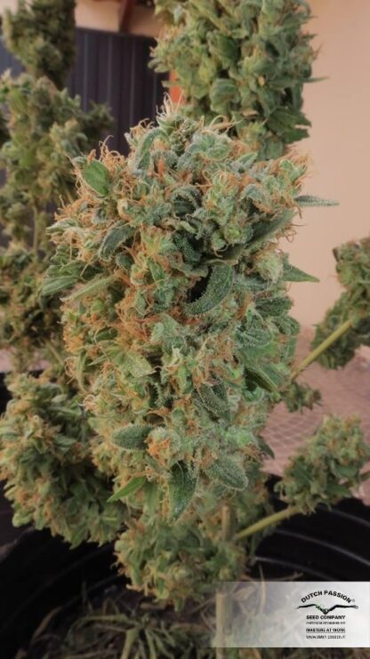 Orange Bud ® di Dutch Passion, 5 semi - immagine 5