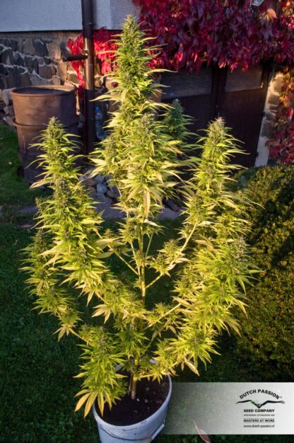 Orange Bud ® Dutch Passion, 3 semi - immagine 2