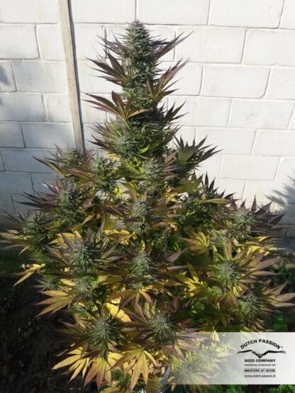 Orange Bud ® di Dutch Passion, 5 semi - immagine 4