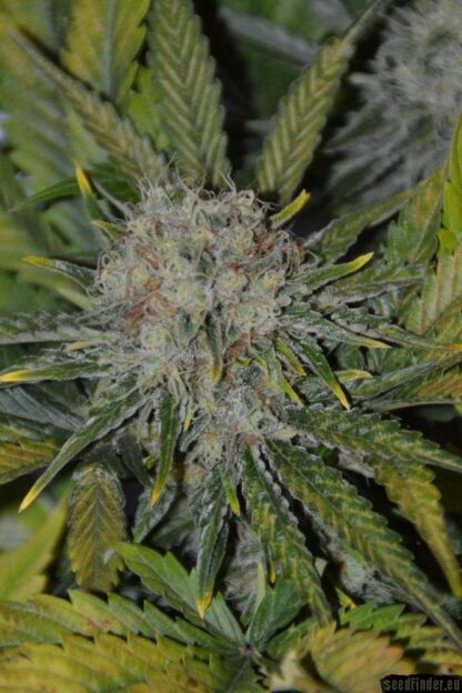 Amnesia Haze by Royal Queen Seeds, 3 semi - immagine 4