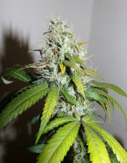 Amnesia Haze by Royal Queen Seeds, 3 semi - immagine 3