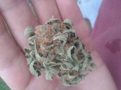 Grapefruit by Positronics Seeds, 5 semi - immagine 3