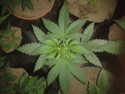 Grapefruit by Positronics Seeds, 5 semi - immagine 2