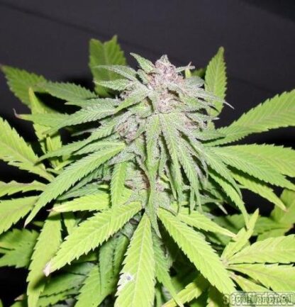 Amnesia Haze by Royal Queen Seeds, 3 semi - immagine 2