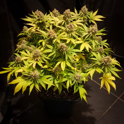 Grapefruit by Positronics Seeds, 5 semi - immagine 4