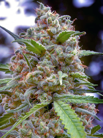 Grapefruit by Positronics Seeds, 5 semi