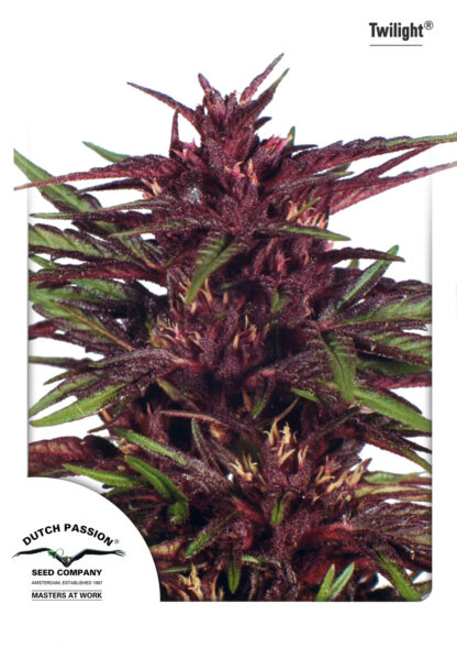 Twilight ® Dutch passion, 5 semi