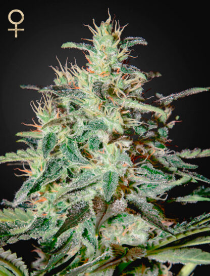 White Lemon by Strain Hunters, 5 semi