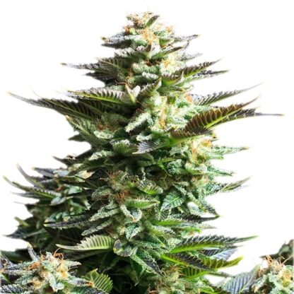 Amnesia Haze by Royal Queen Seeds, 3 semi