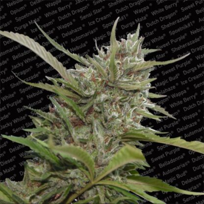 Auto Collection pack #1 by Paradise Seeds - immagine 4