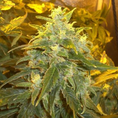 Northern Light Nirvana™ 5 semi