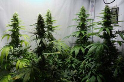 Sensi Skunk by Sensi seeds, 3 semi - immagine 2