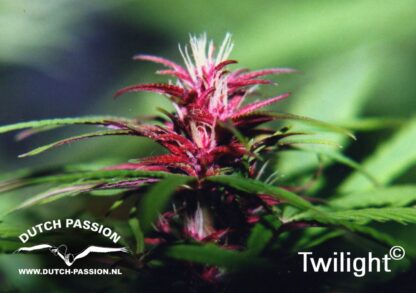 Twilight ® Dutch passion, 5 semi - immagine 2