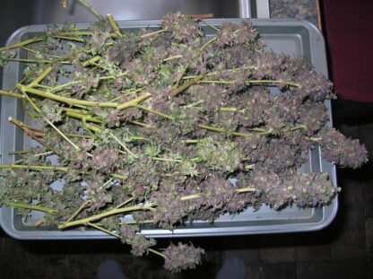 Purple haze di Sensi Seeds white label, 5 semi - immagine 2