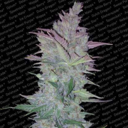 Auto Collection pack #1 by Paradise Seeds - immagine 2