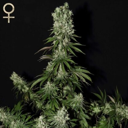White Strawberry Skunk di Strain Hunters, 5 semi