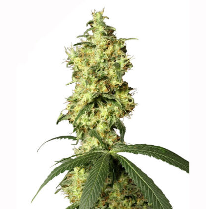 White Widow Auto White Label, 5 semi