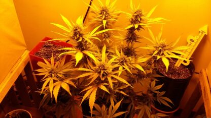 semi Cream Mandarine XL Auto® Sweet Seeds - immagine 4