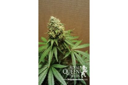 Bubblegum XL Royal Queen Seeds, 3 semi - immagine 2