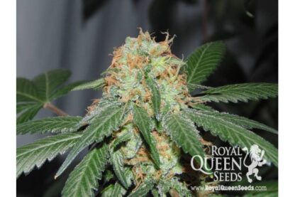 Bubblegum XL Royal Queen Seeds, 3 semi - immagine 3