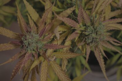 semi Cream Mandarine XL Auto® Sweet Seeds - immagine 3