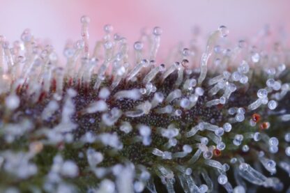 Amnesia Auto Dinafem, 5 semi - immagine 5