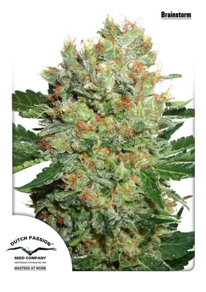 Brainstorm Dutch Passion, 5 semi