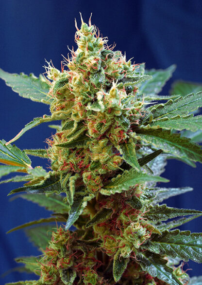 semi Cream Mandarine XL Auto® Sweet Seeds