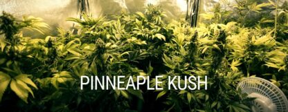 Pineapple Kush by Royal Queen Seeds, 5 semi - immagine 2