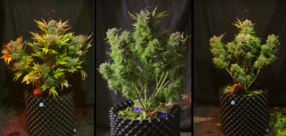 semi Cream Mandarine XL Auto® Sweet Seeds - immagine 2