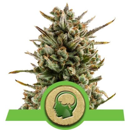 Amnesia Haze Auto Royal Queen Seeds, 5 semi