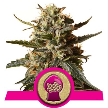 Bubblegum XL Royal Queen Seeds, 3 semi