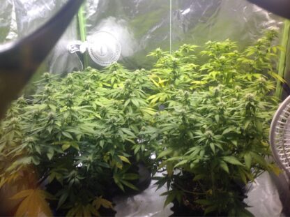 Pineapple Kush by Royal Queen Seeds, 5 semi - immagine 3
