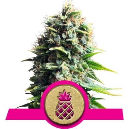 Pineapple Kush by Royal Queen Seeds, 5 semi