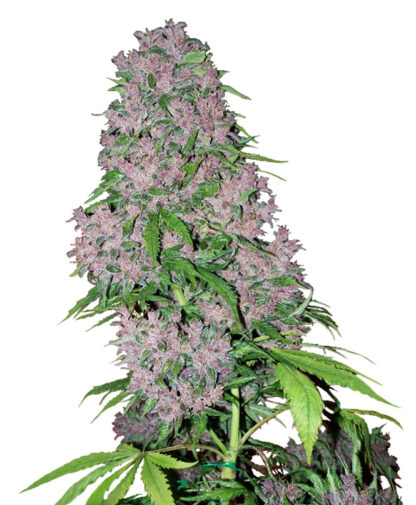 Purple Bud White Label, 5 semi