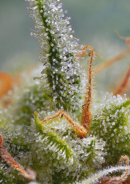 Crystal Candy Auto® by Sweet seeds, 3 semi + 1 - immagine 2
