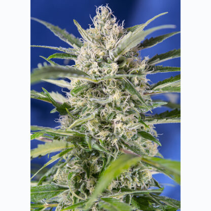 Crystal Candy Auto® by Sweet seeds, 3 semi + 1