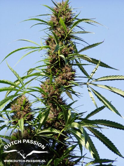Purple#1 ® Dutch passion, 5 semi - immagine 3