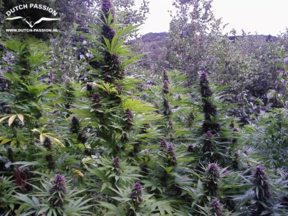 Purple#1 ® Dutch passion, 5 semi - immagine 2