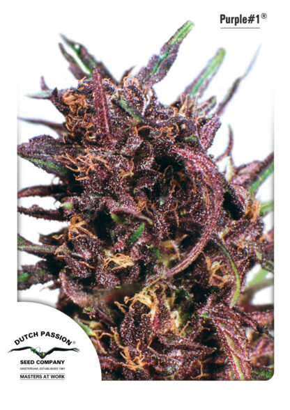 Purple#1 ® Dutch passion, 5 semi