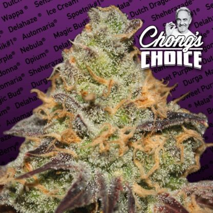Blue Kush Berry Paradise Seeds, 3 semi