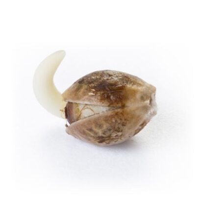 CRITICAL by Royal Queen seeds, 5 semi - immagine 4