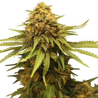 CRITICAL by Royal Queen seeds, 5 semi - immagine 3
