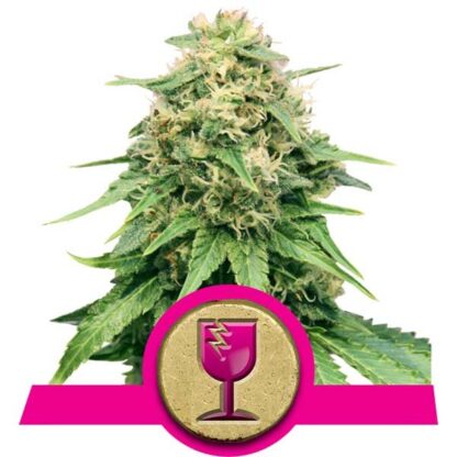 CRITICAL by Royal Queen seeds, 5 semi