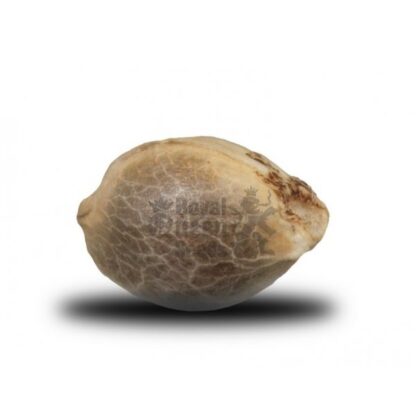 CRITICAL by Royal Queen seeds, 5 semi - immagine 5
