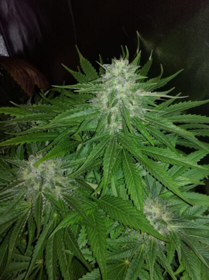 semi Dutch Kush by Paradise Seeds - immagine 3